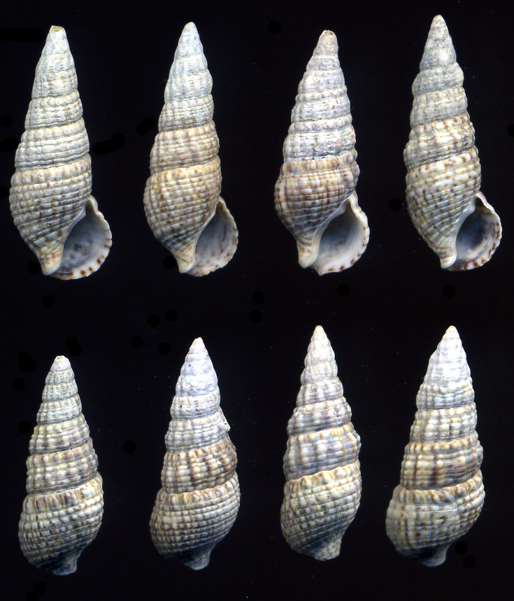 Cerithium lividulum Risso, 1826